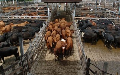 El complejo bovino: consumo interno, exportaciones y precios